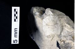 Foto (Detailansicht) von Galatheites aiola (Robins et al., 2016) (NHMW-GEO-1990-0041-0284)